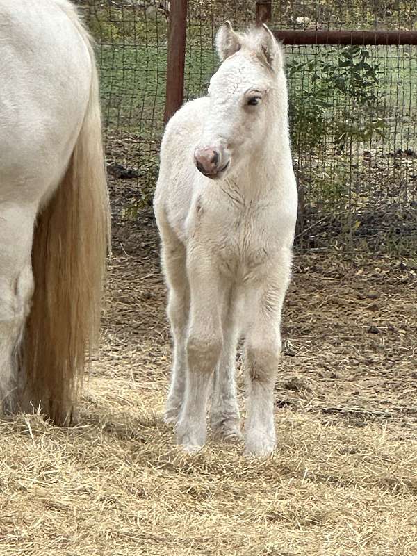 gypsy-vanner-horse-for-sale