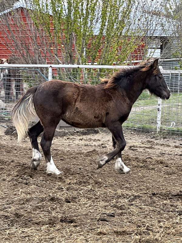 gypsy-vanner-filly