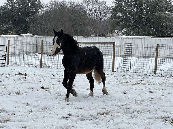 buckskin-gvhs-foal