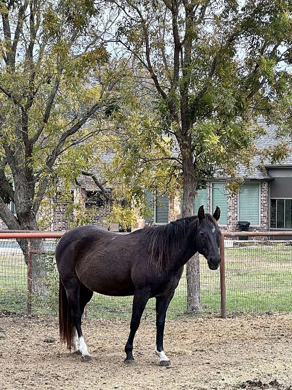 gypsy-vanner-horse-for-sale