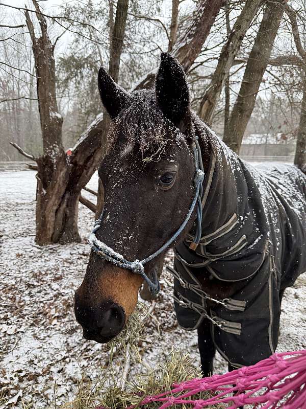 bay-small-star-2-corent-hinds-horse