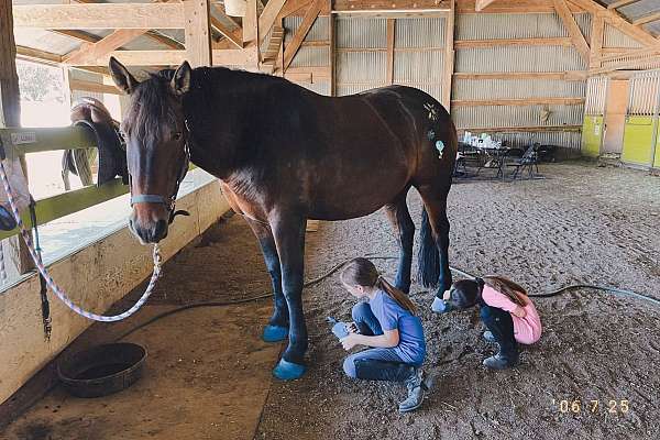 percheron-gelding