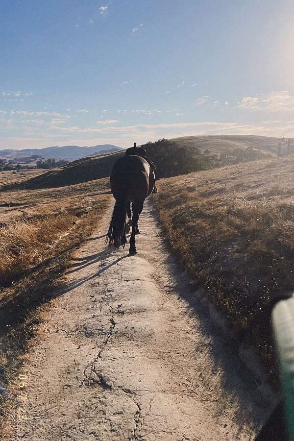 percheron-horse-for-sale