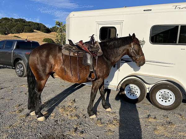 percheron-horse