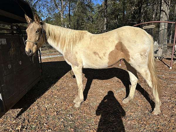 cross-paint-standardbred-horse