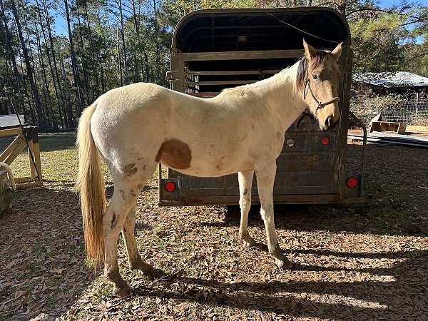 project-paint-standardbred-horse