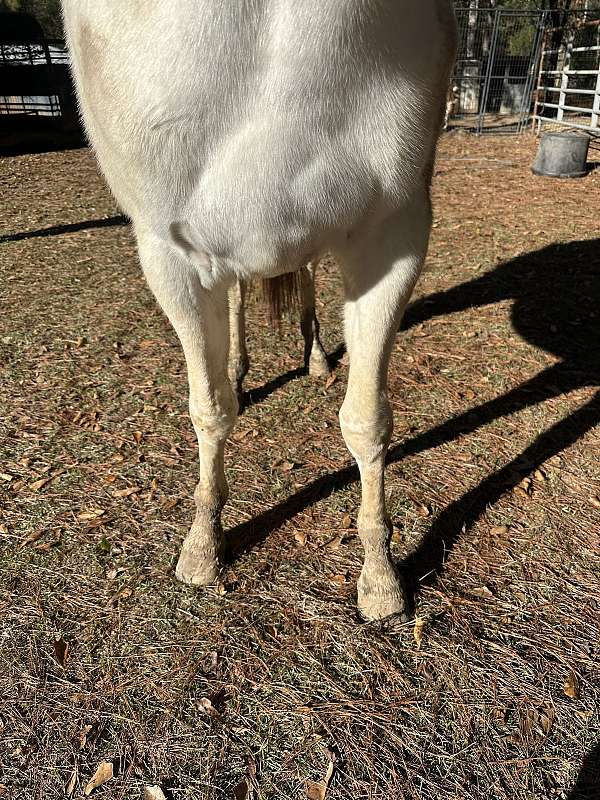 trail-paint-standardbred-horse