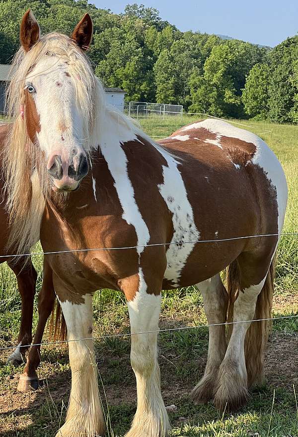 chestnut-gvhs-stallion