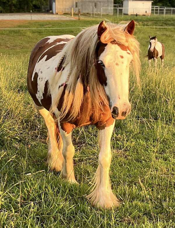 chestnut-gvhs-foal