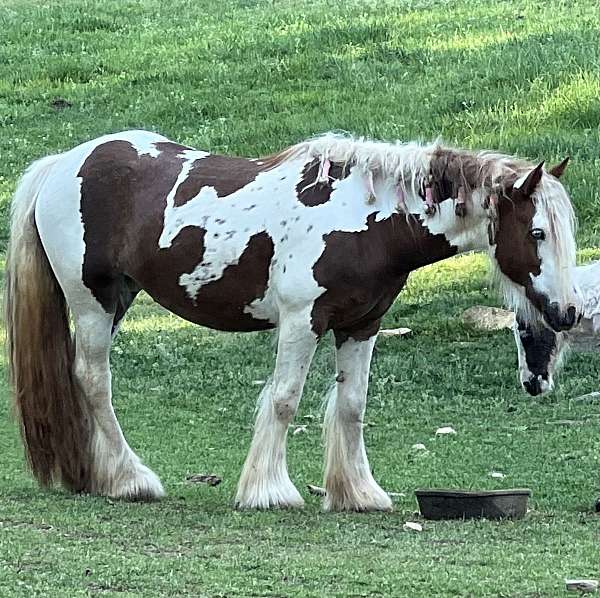 cremello-gvhs-foal