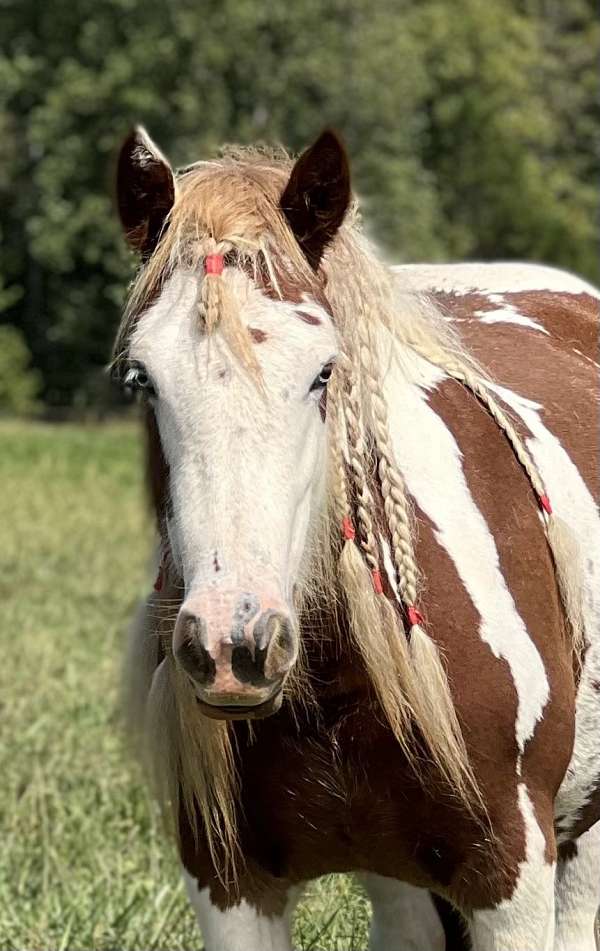 gvhs-palomino-mare