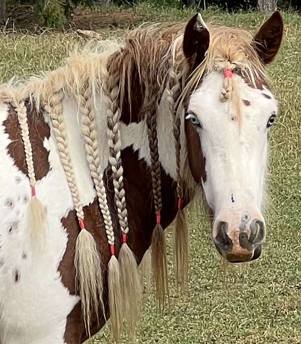 palomino-gvhs-foal