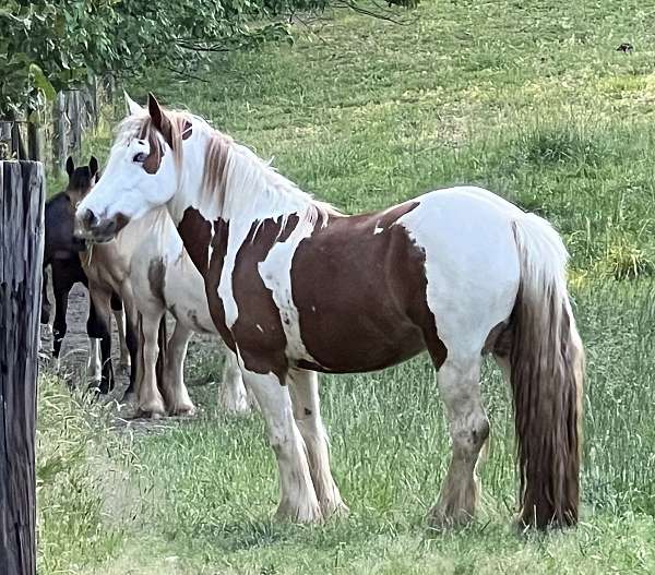 gypsy-vanner-mare