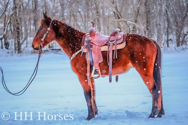 all-around-kentucky-mountain-horse