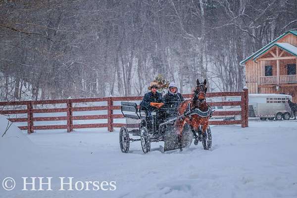 athletic-kentucky-mountain-horse