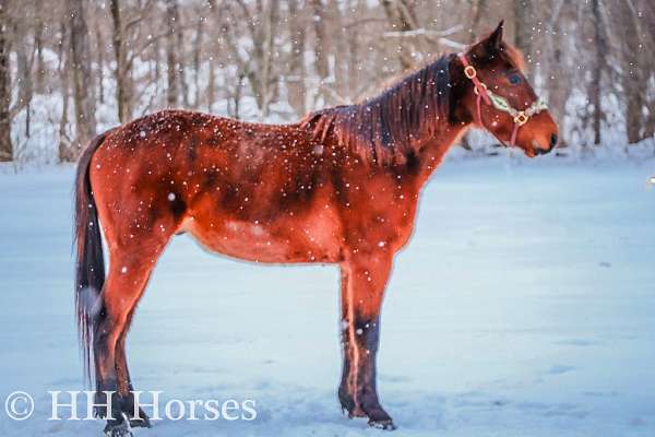 drill-team-kentucky-mountain-horse