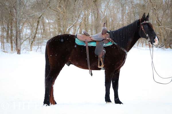 all-around-missouri-fox-trotter-horse