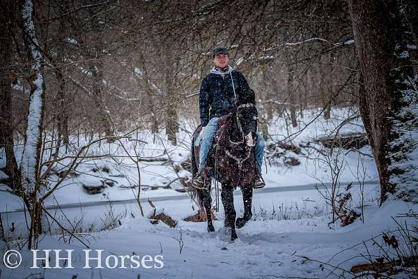 beginner-missouri-fox-trotter-horse