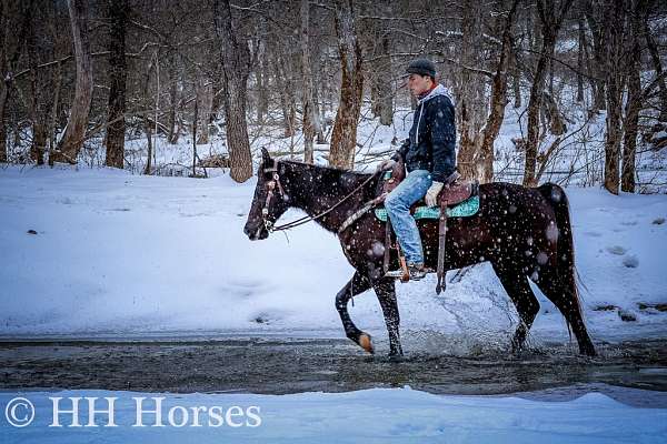 endurance-missouri-fox-trotter-horse