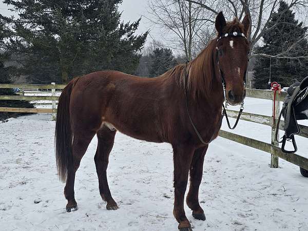 barrel-trail-standardbred-horse