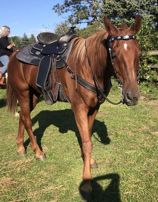 standardbred-gelding