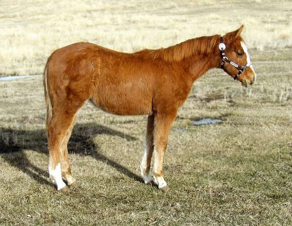 calf-roping-quarter-horse