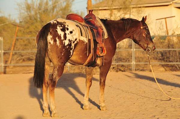 bay-blanket-pony