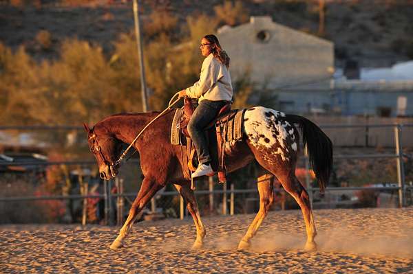 beginner-appaloosa-pony