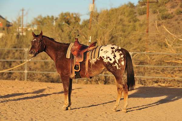 blanket-pony