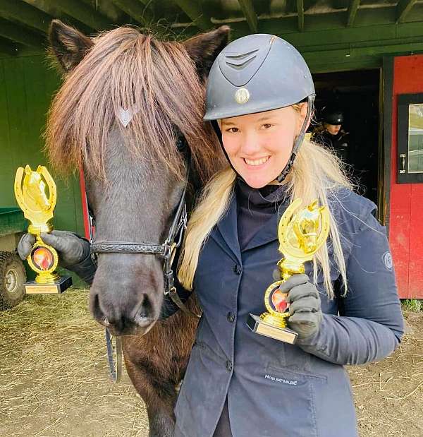 beginner-icelandic-horse