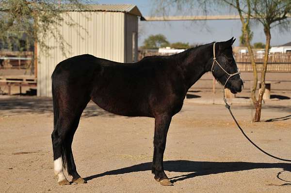 black-blaze-socks-horse