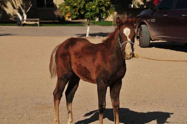 all-around-project-quarter-horse