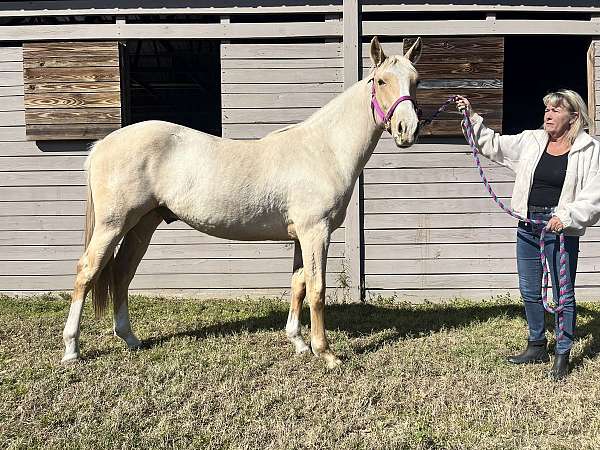 fei-azteca-horse