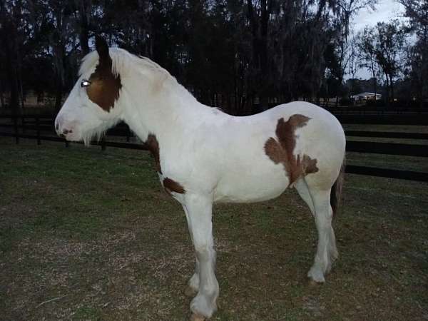 blue-eyed-homozygous-tobiano-colt