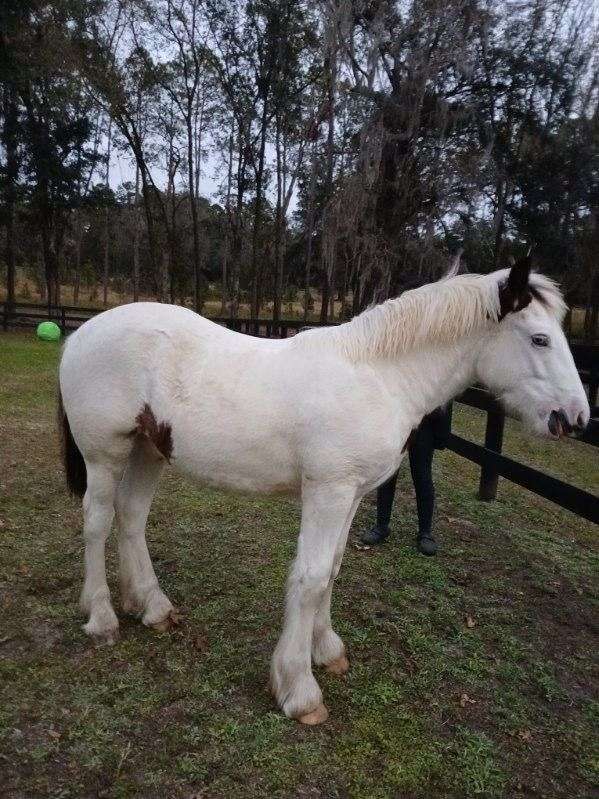 blue-eyed-homozygous-tobiano-gypsy-vanner-horse