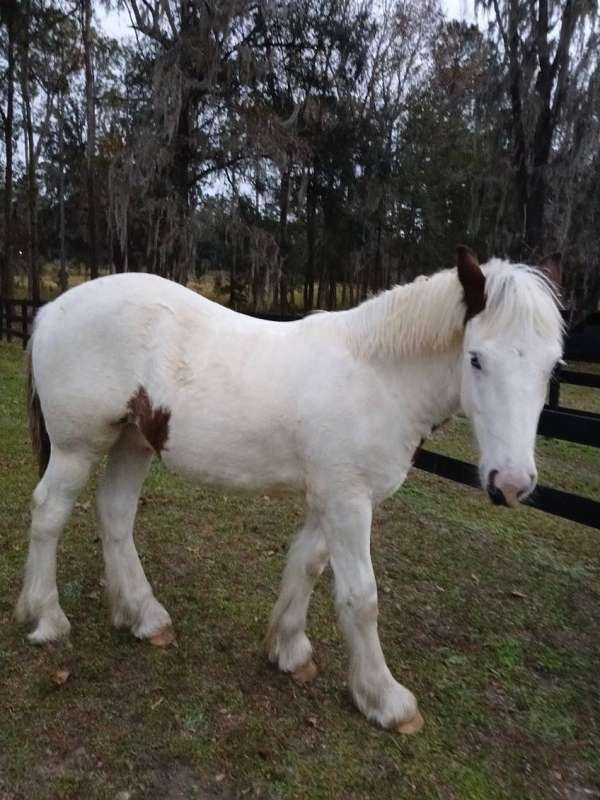 tobiano-blue-eyed-homozygous-horse