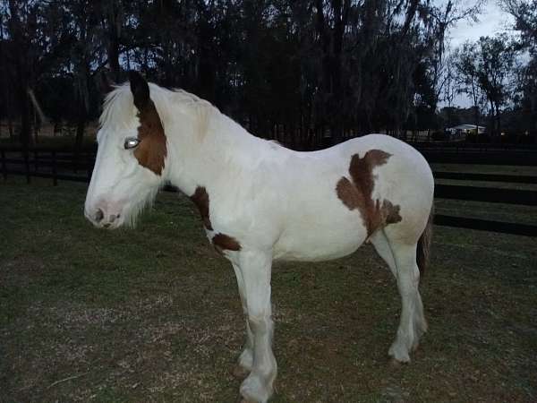 blue-eyed-homozygous-tobiano-horse