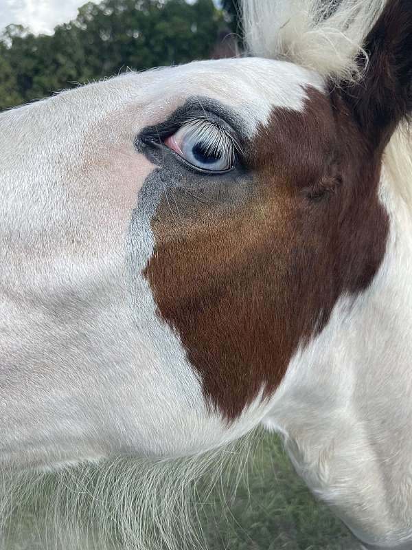 blue-eyed-homozygous-tobiano