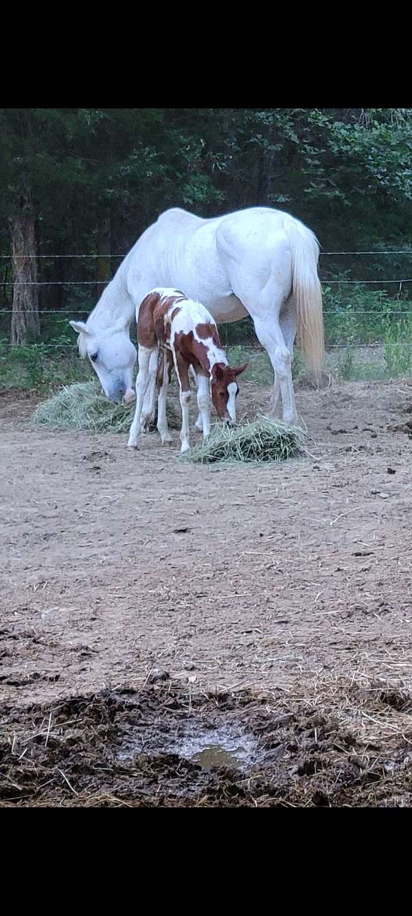 red-dapple-grey-paint-horse