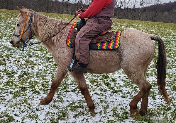 gaited-appaloosa-pony