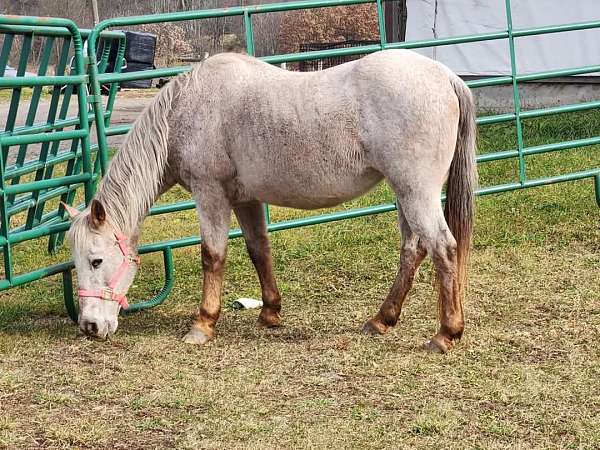 quiet-appaloosa-pony