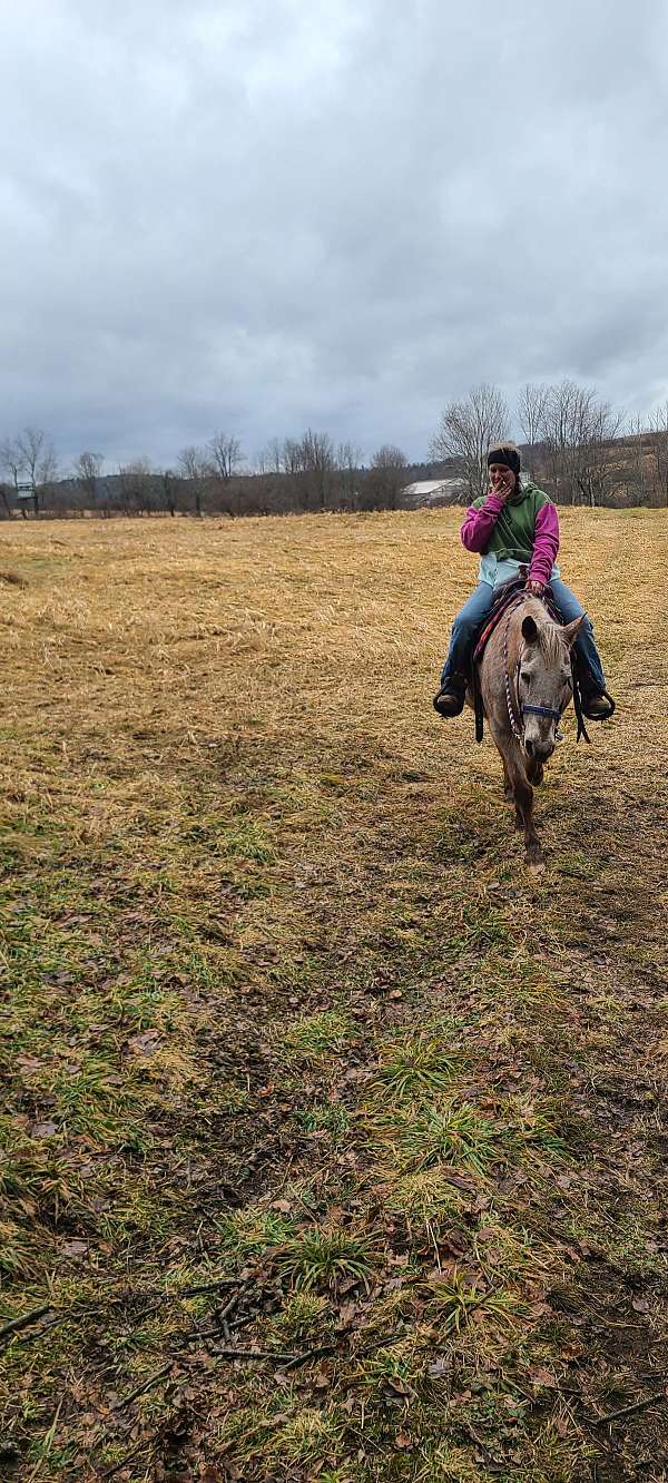 mare-appaloosa-pony