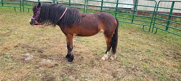 shetland-pony-unborn-foal