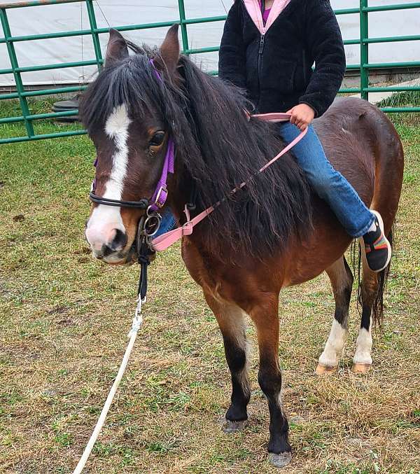 easy-shetland-pony