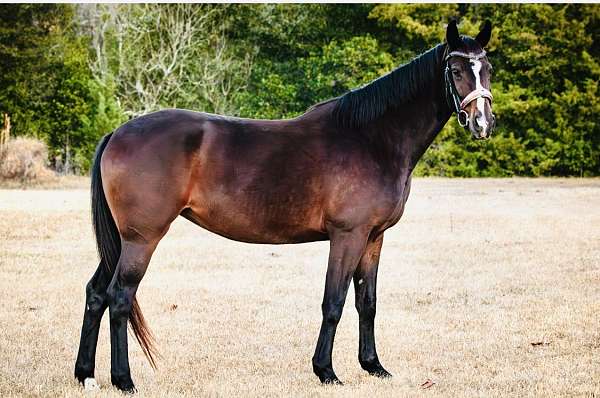 dressage-hanoverian-horse