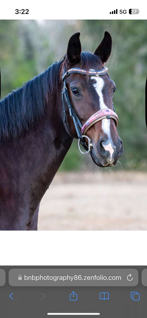 all-around-hanoverian-horse