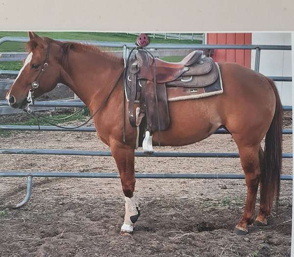 quarter-horse-for-sale