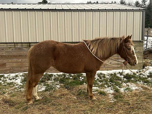 roaning-snowflakes-horse