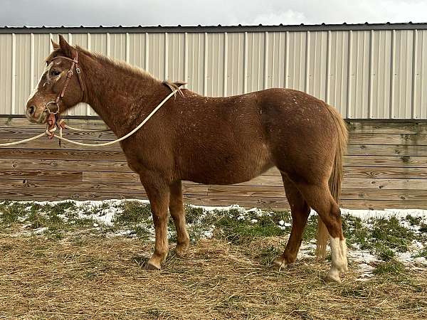 chestnut-roaning-snowflakes-horse