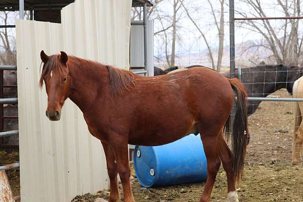 catch-peruvian-paso-horse